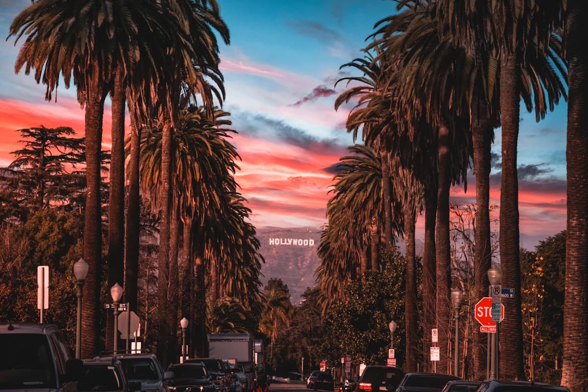 Palm trees lining a Los Angeles street at sunset